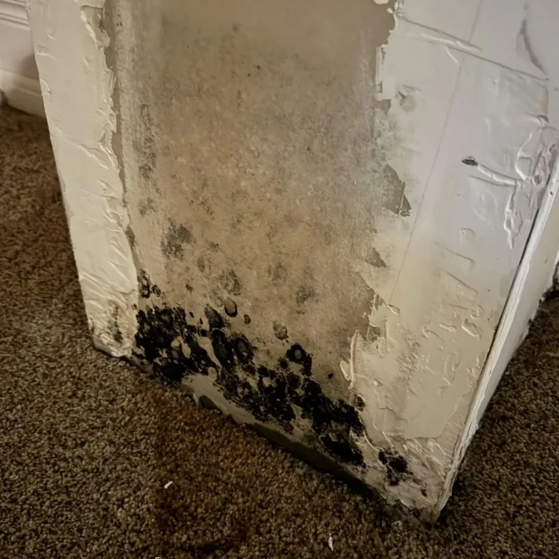 Professional Mold Removal in Fairborn, OH